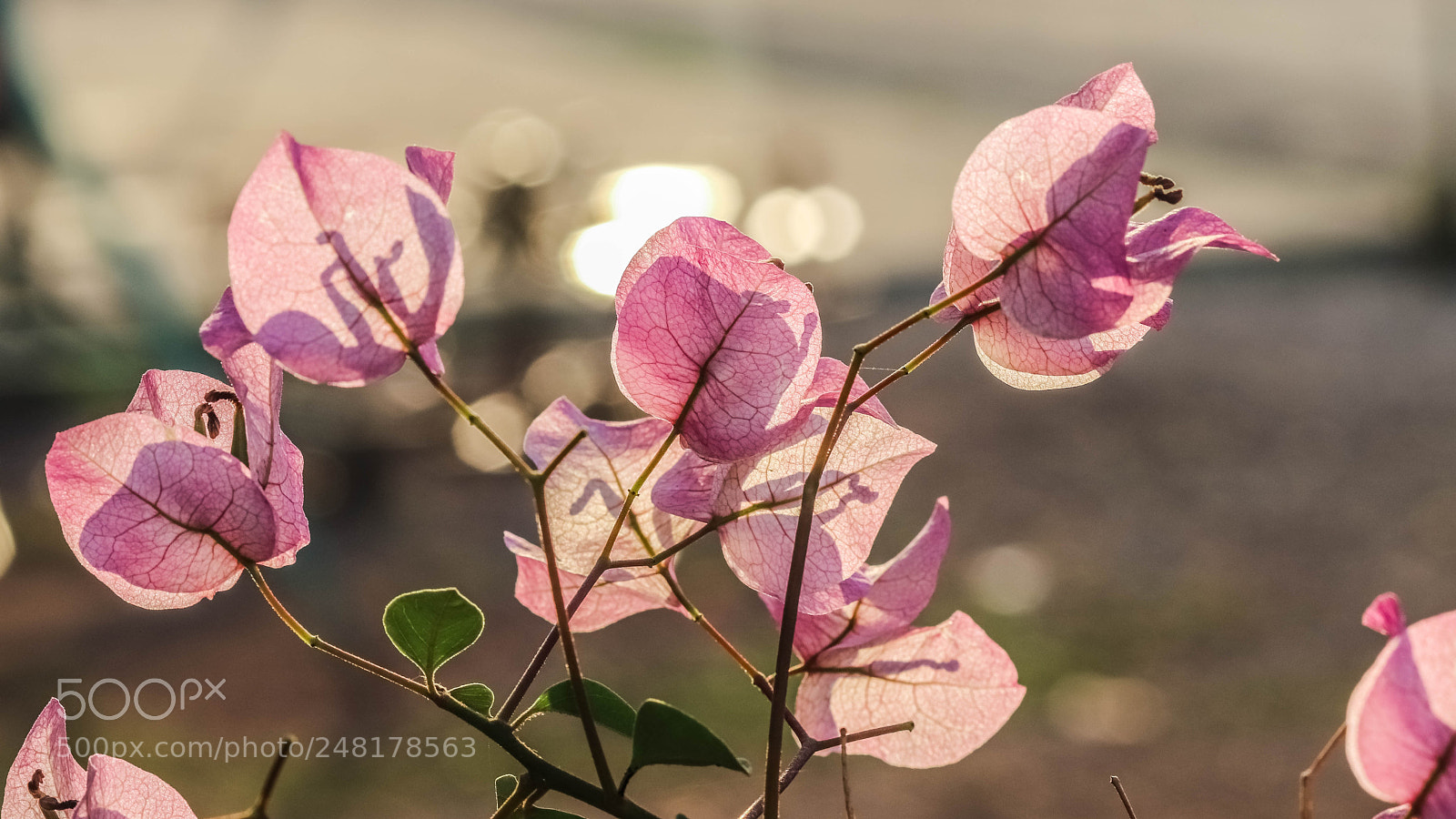 Canon EOS 200D (EOS Rebel SL2 / EOS Kiss X9) sample photo. Bougainvillea photography