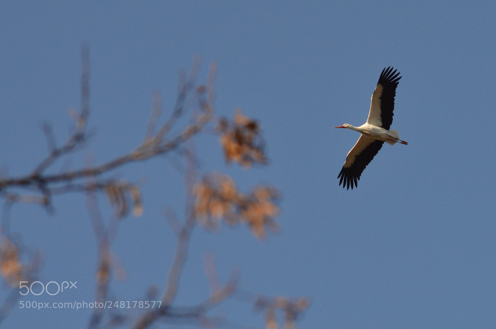 Nikon D3200 sample photo. White stork, cig e photography
