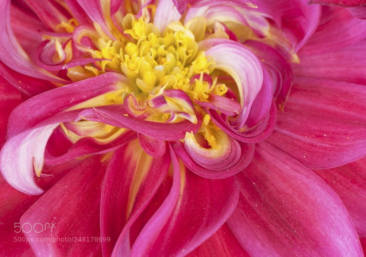 Nikon D90 sample photo. Every petal thriving photography