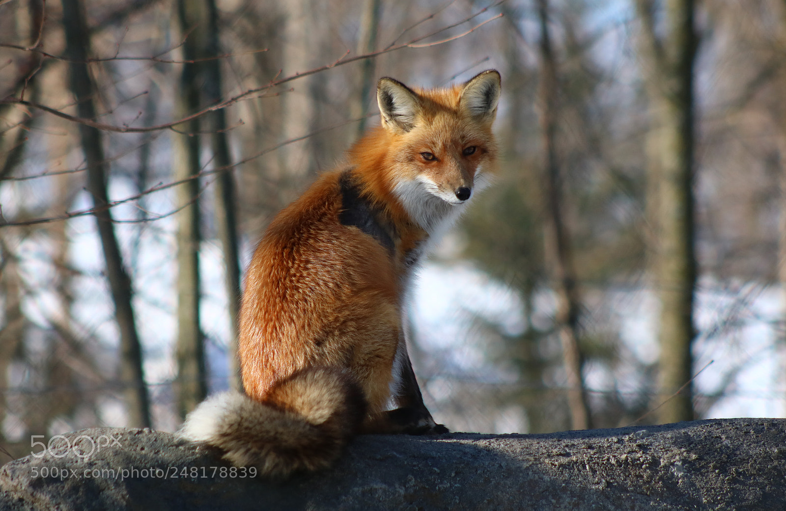 Canon EOS 760D (EOS Rebel T6s / EOS 8000D) sample photo. Red fox photography