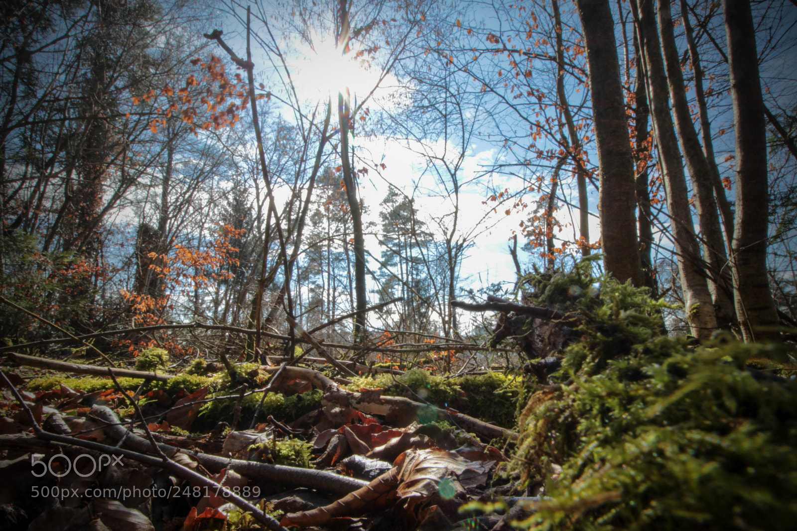Canon EOS 600D (Rebel EOS T3i / EOS Kiss X5) sample photo. Forest photography