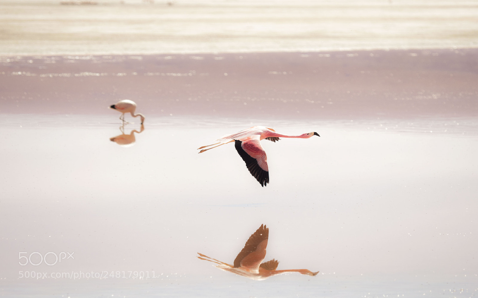 Olympus OM-D E-M1 Mark II sample photo. Bolivian flamingos photography