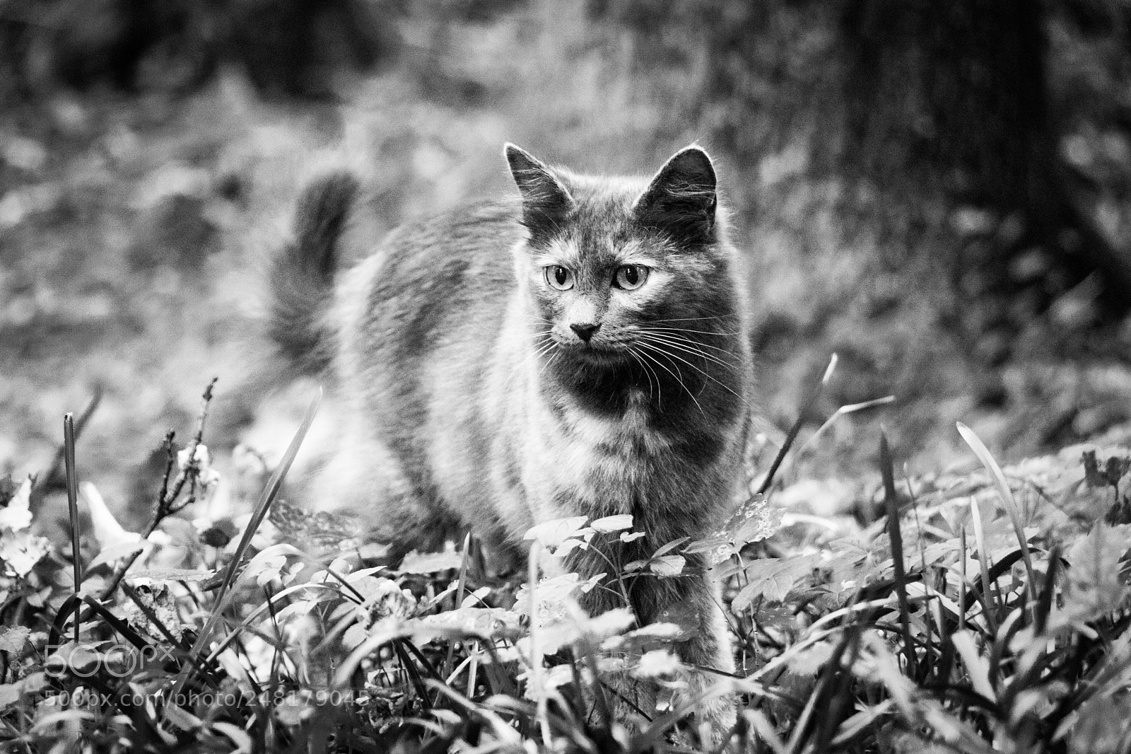 Canon EOS 80D sample photo. I'm going hunting... i'm photography