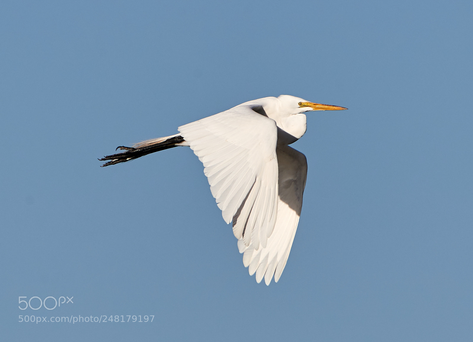 Canon EOS-1D X Mark II sample photo. 03-04-18-0006220.jpg photography