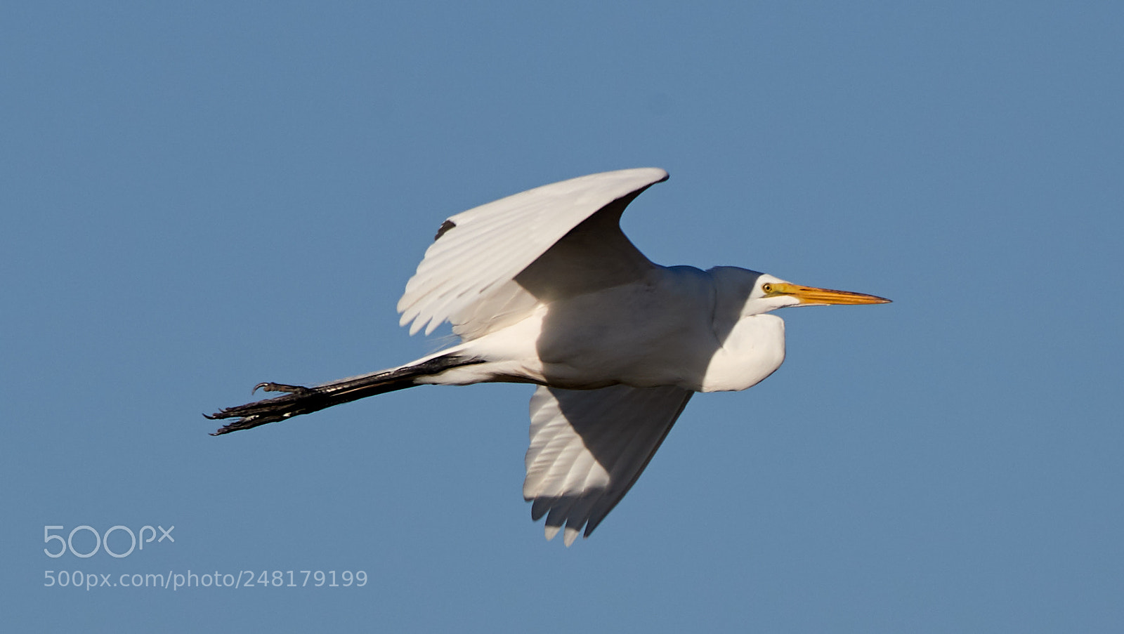 Canon EOS-1D X Mark II sample photo. 03-04-18-0006219.jpg photography