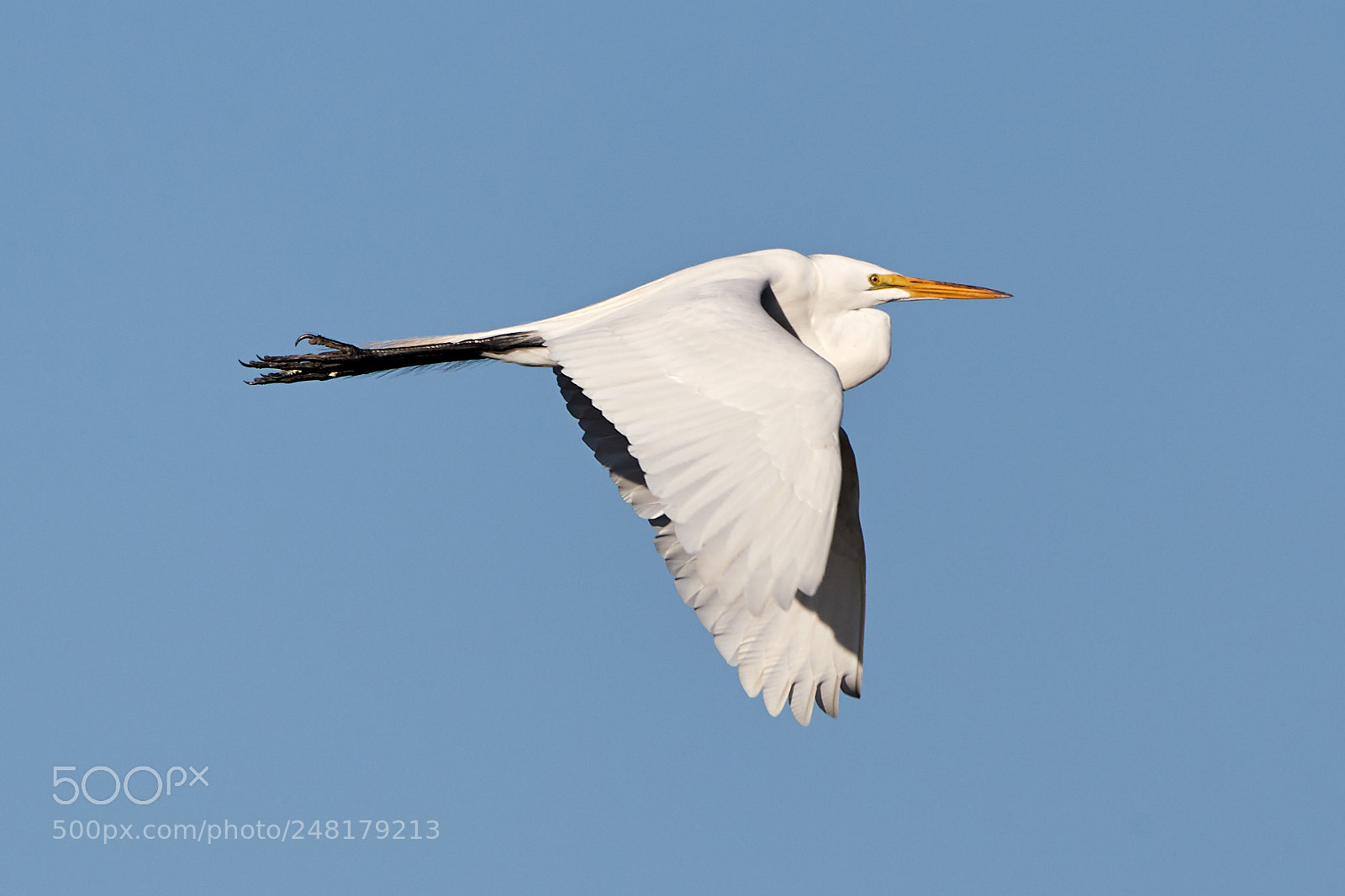 Canon EOS-1D X Mark II sample photo. 03-04-18-0006218.jpg photography