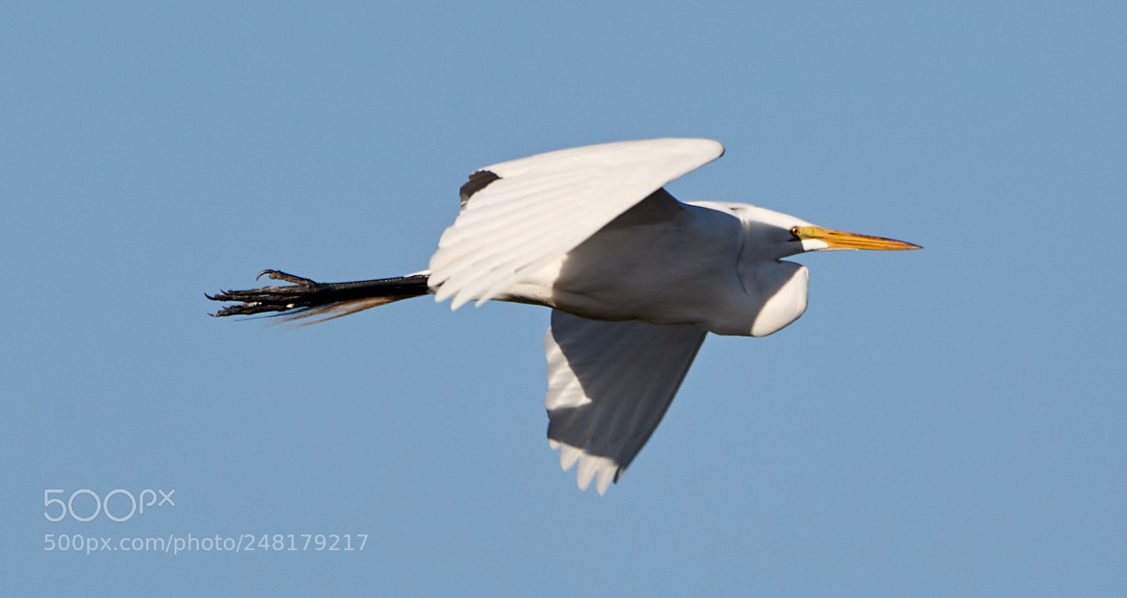 Canon EOS-1D X Mark II sample photo. 03-04-18-0006217.jpg photography