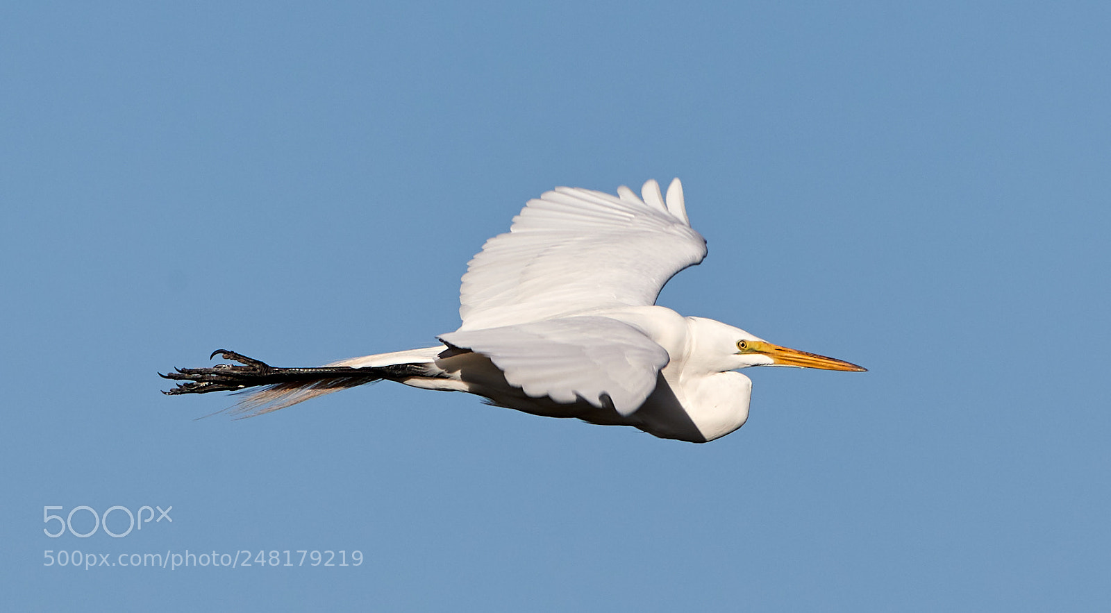 Canon EOS-1D X Mark II sample photo. 03-04-18-0006216.jpg photography