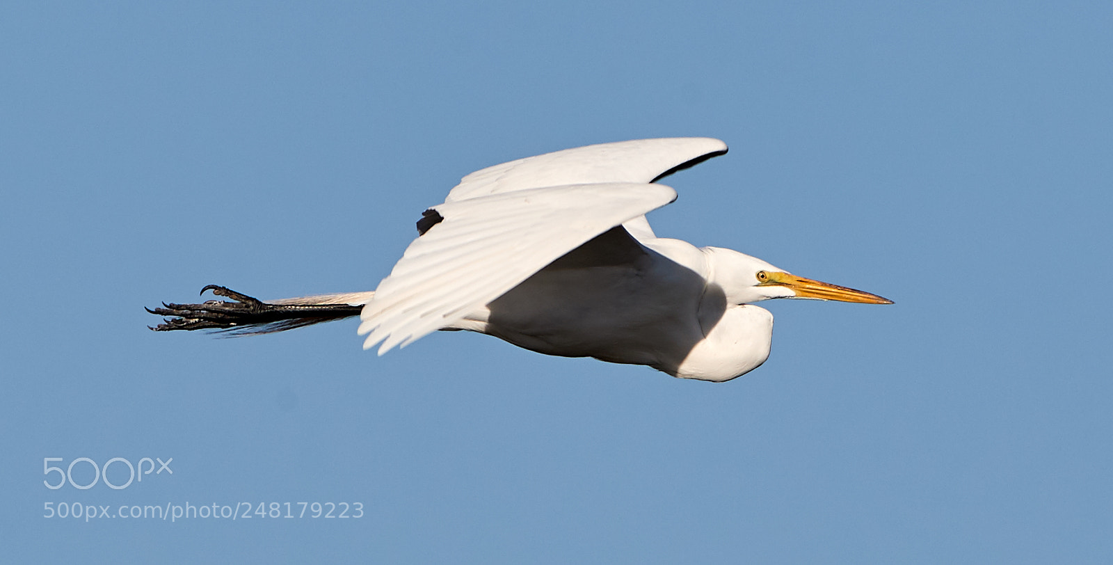 Canon EOS-1D X Mark II sample photo. 03-04-18-0006215.jpg photography