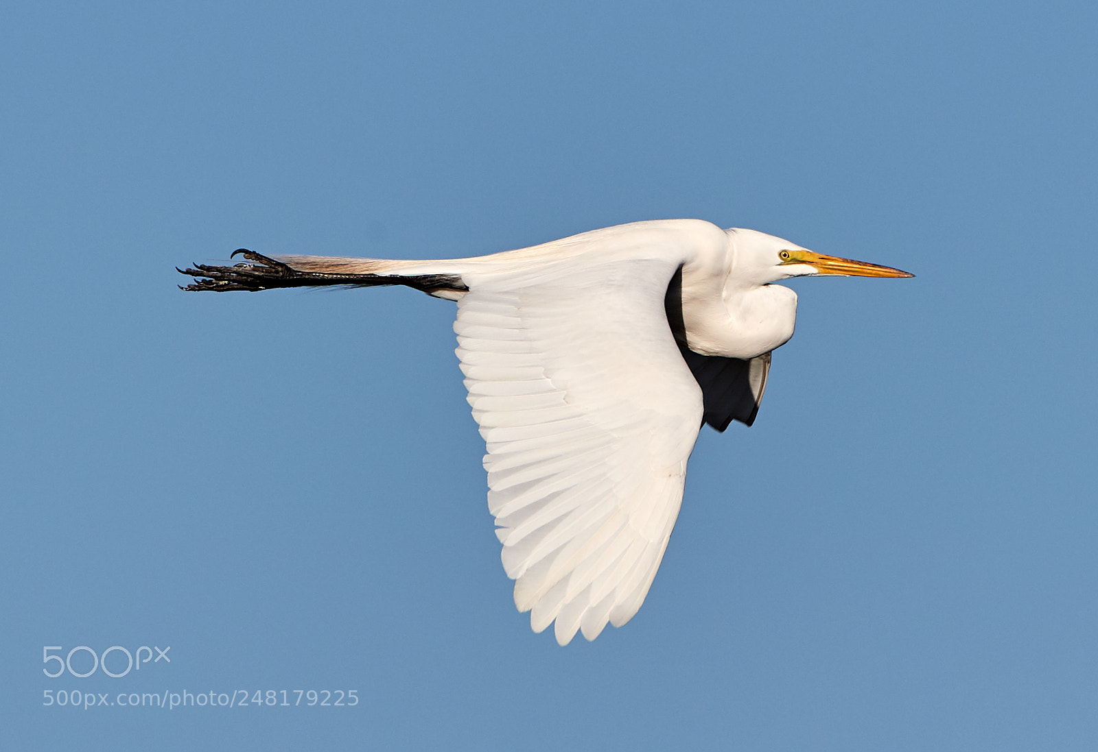 Canon EOS-1D X Mark II sample photo. 03-04-18-0006214.jpg photography