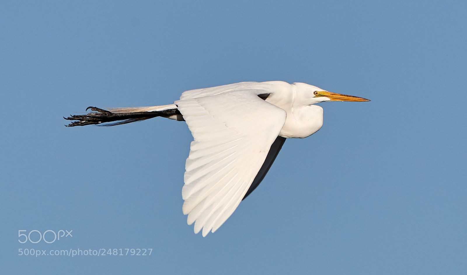 Canon EOS-1D X Mark II sample photo. 03-04-18-0006213.jpg photography