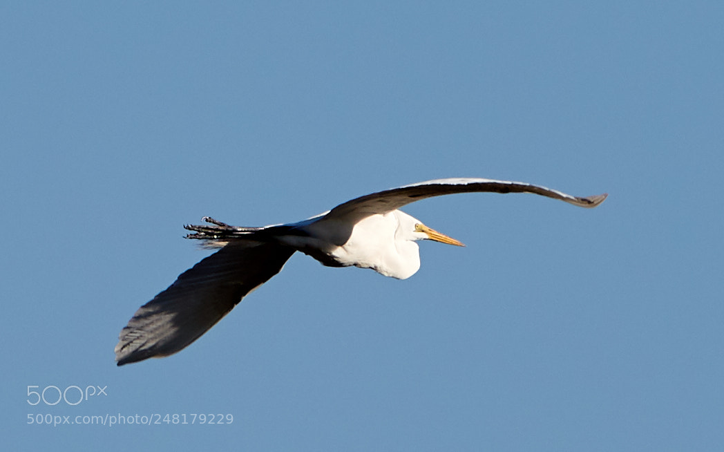 Canon EOS-1D X Mark II sample photo. 03-04-18-0006211.jpg photography
