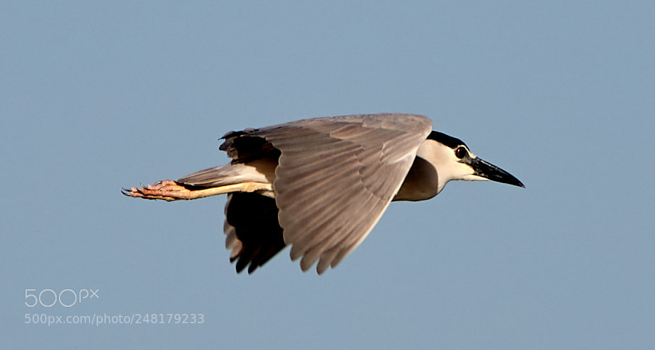 Canon EOS-1D X Mark II sample photo. 03-04-18-0006206.jpg photography