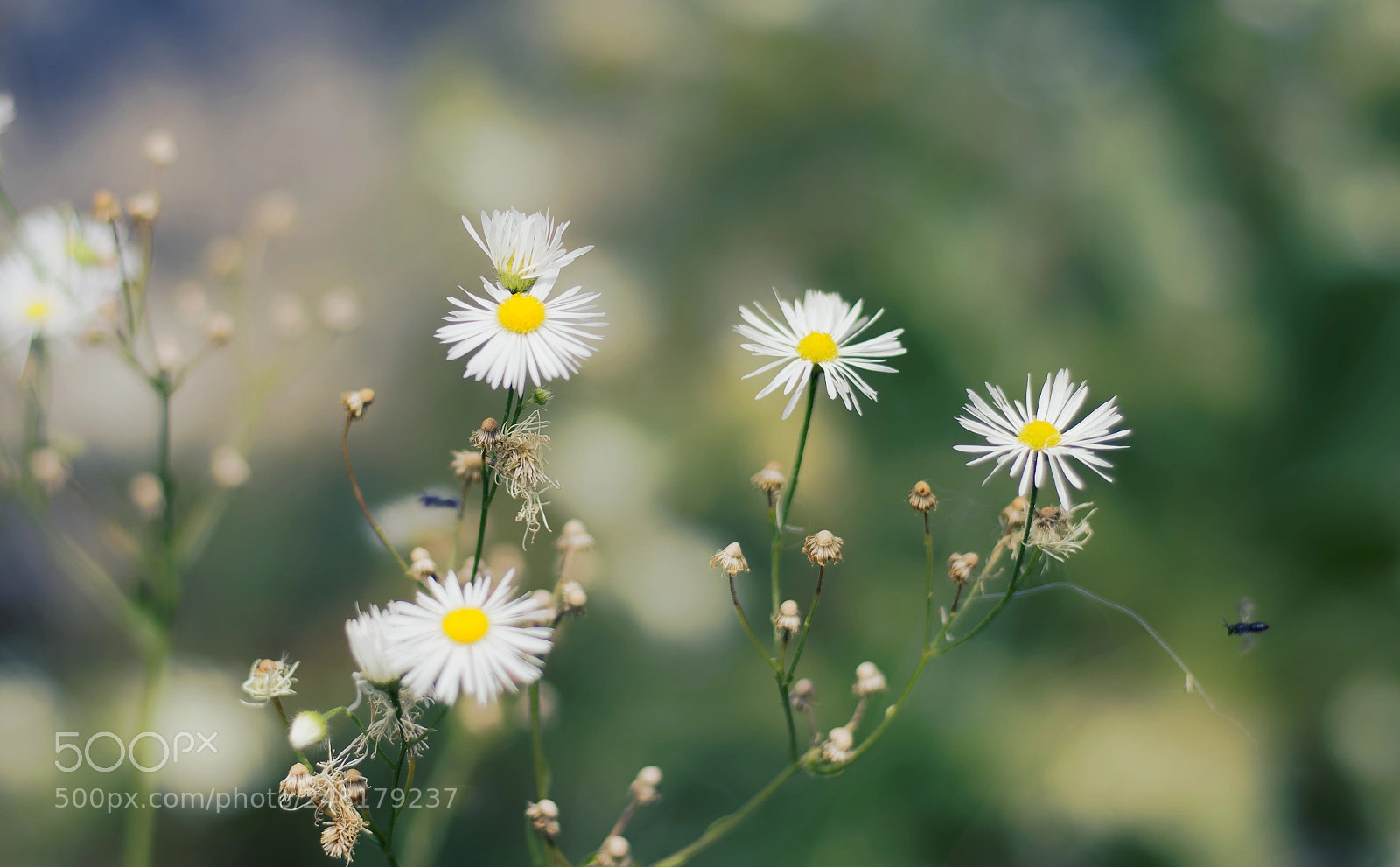 Canon EOS 80D + Canon EF 50mm F1.8 STM sample photo. Basical flowers. photography