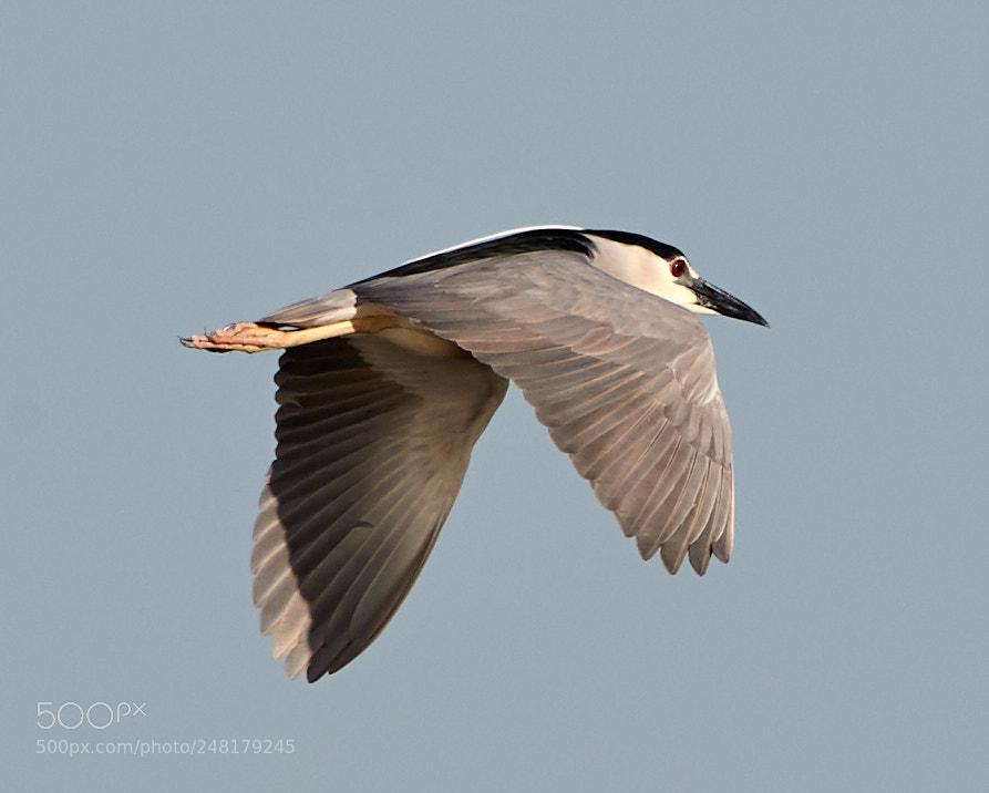 Canon EOS-1D X Mark II sample photo. 03-04-18-0006204.jpg photography