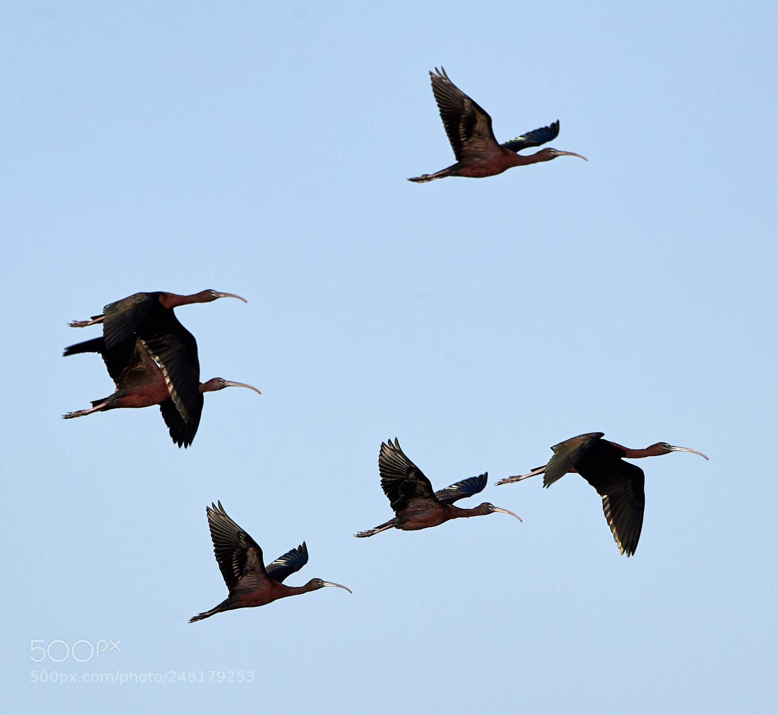 Canon EOS-1D X Mark II sample photo. 03-04-18-0006200.jpg photography