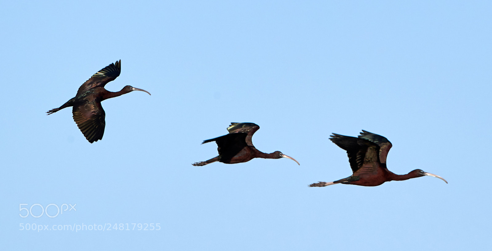 Canon EOS-1D X Mark II sample photo. 03-04-18-0006199.jpg photography