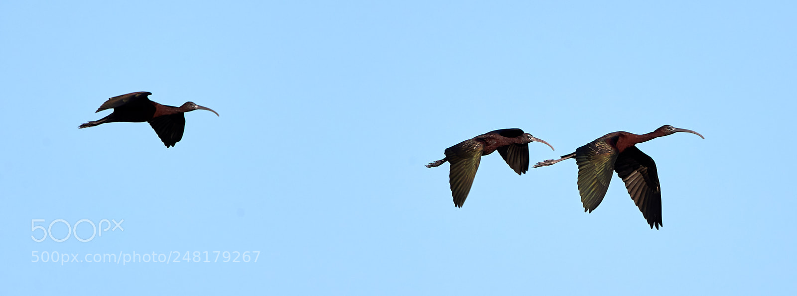 Canon EOS-1D X Mark II sample photo. 03-04-18-0006198.jpg photography