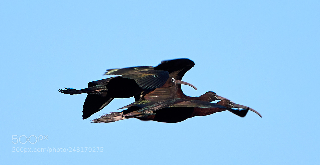 Canon EOS-1D X Mark II sample photo. 03-04-18-0006197.jpg photography