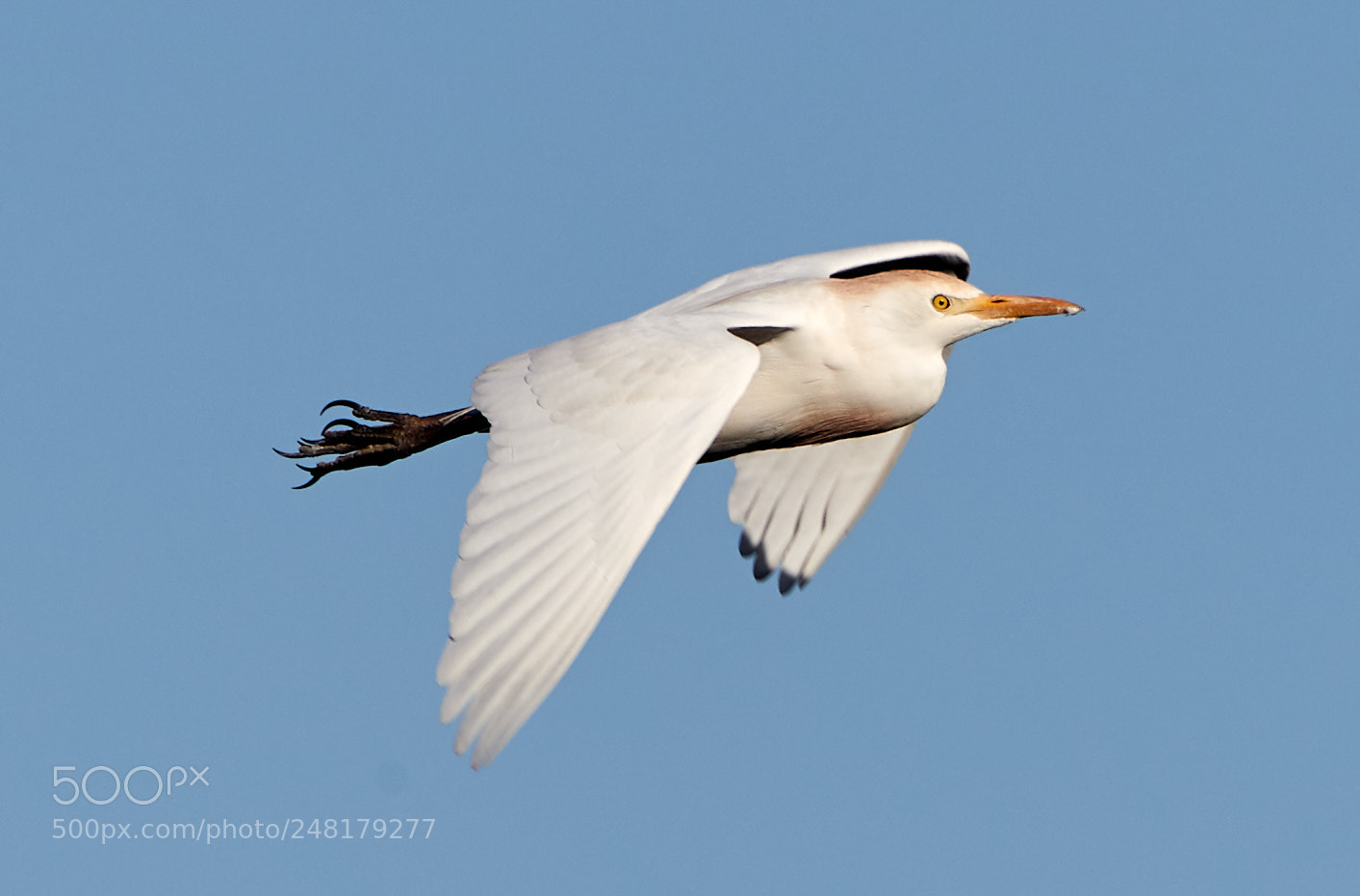 Canon EOS-1D X Mark II sample photo. 03-04-18-0006196.jpg photography