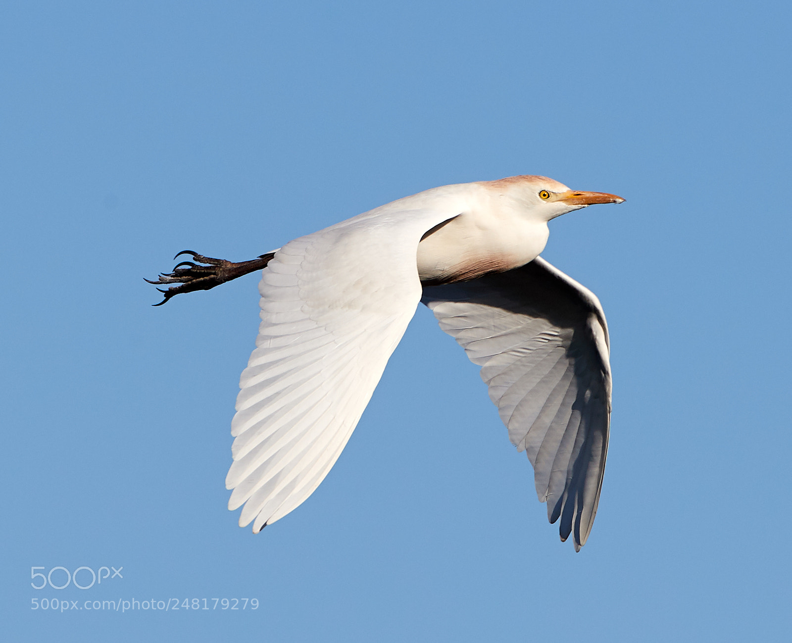 Canon EOS-1D X Mark II sample photo. 03-04-18-0006195.jpg photography