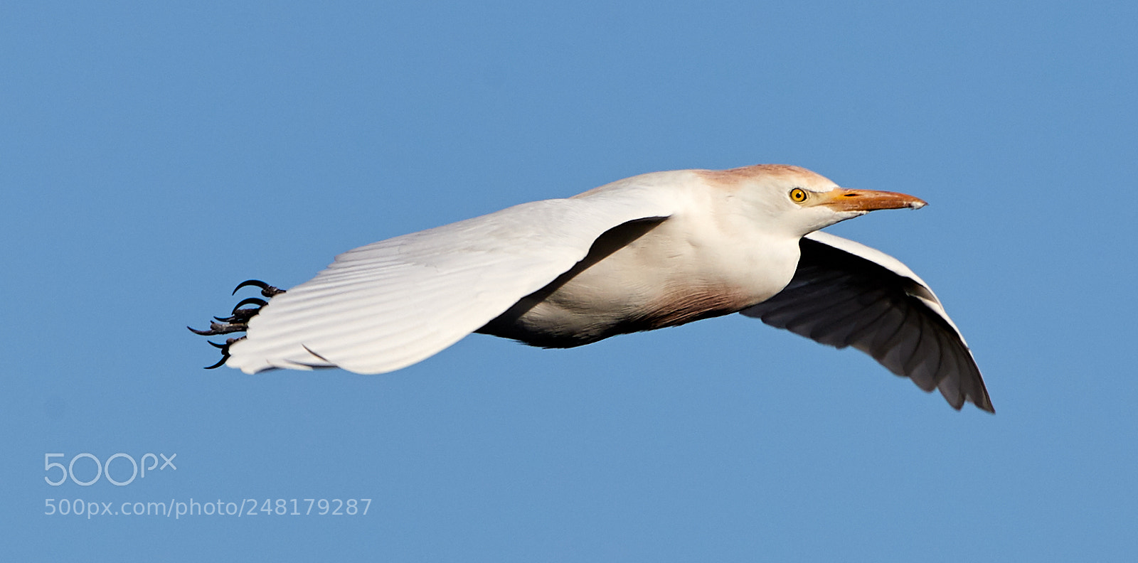 Canon EOS-1D X Mark II sample photo. 03-04-18-0006194.jpg photography