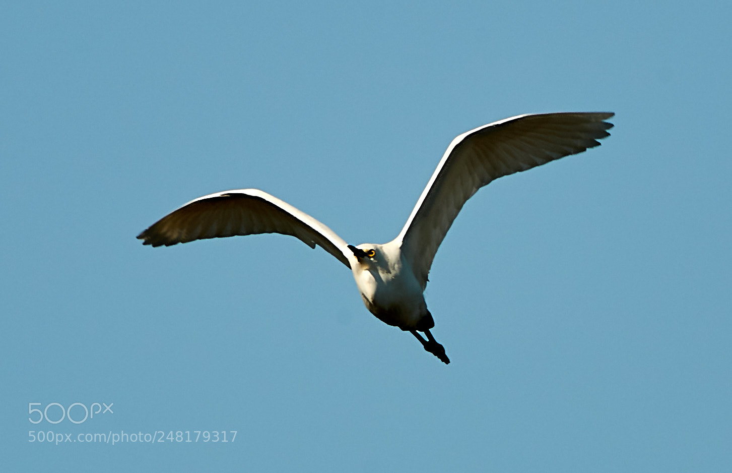 Canon EOS-1D X Mark II sample photo. 03-04-18-0006189.jpg photography
