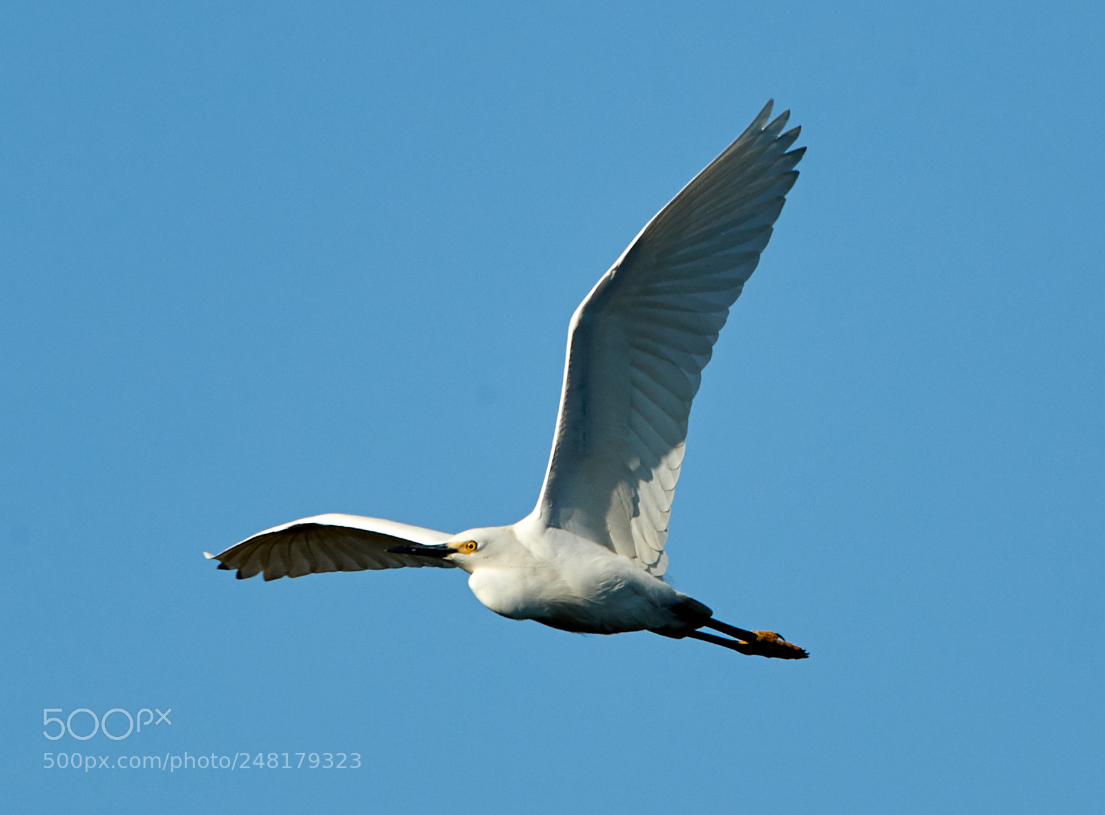 Canon EOS-1D X Mark II sample photo. 03-04-18-0006188.jpg photography