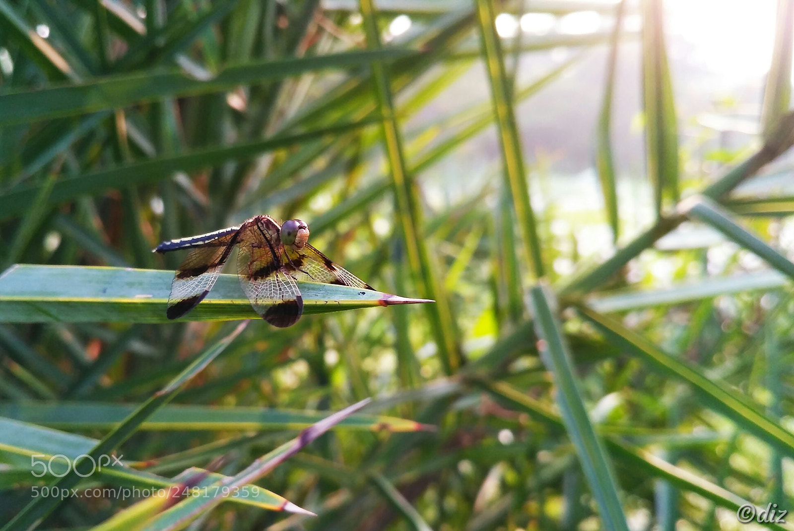 Xiaomi Redmi 3S sample photo. Dragonfly photography