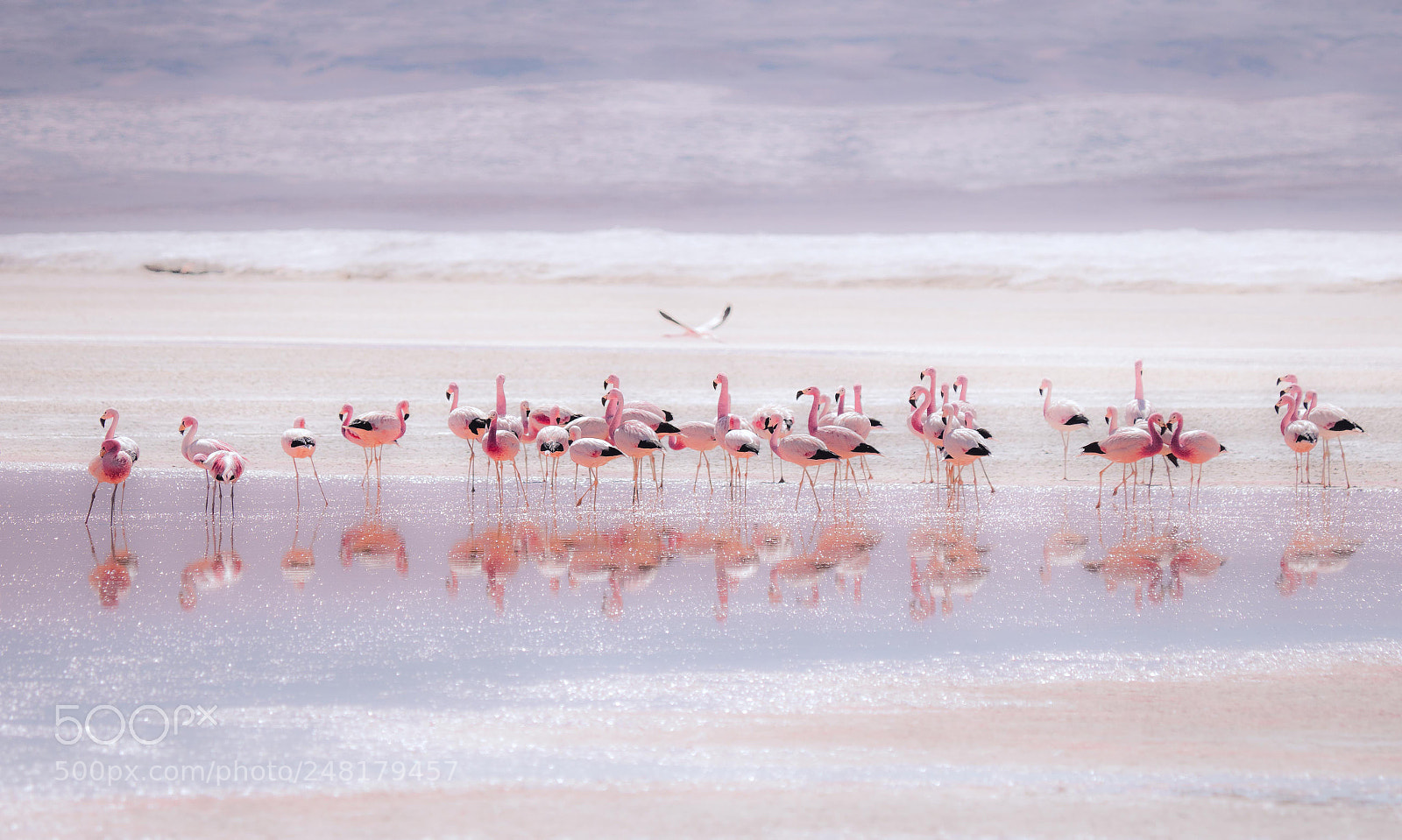 Olympus OM-D E-M1 Mark II sample photo. Bolivian flamingos photography
