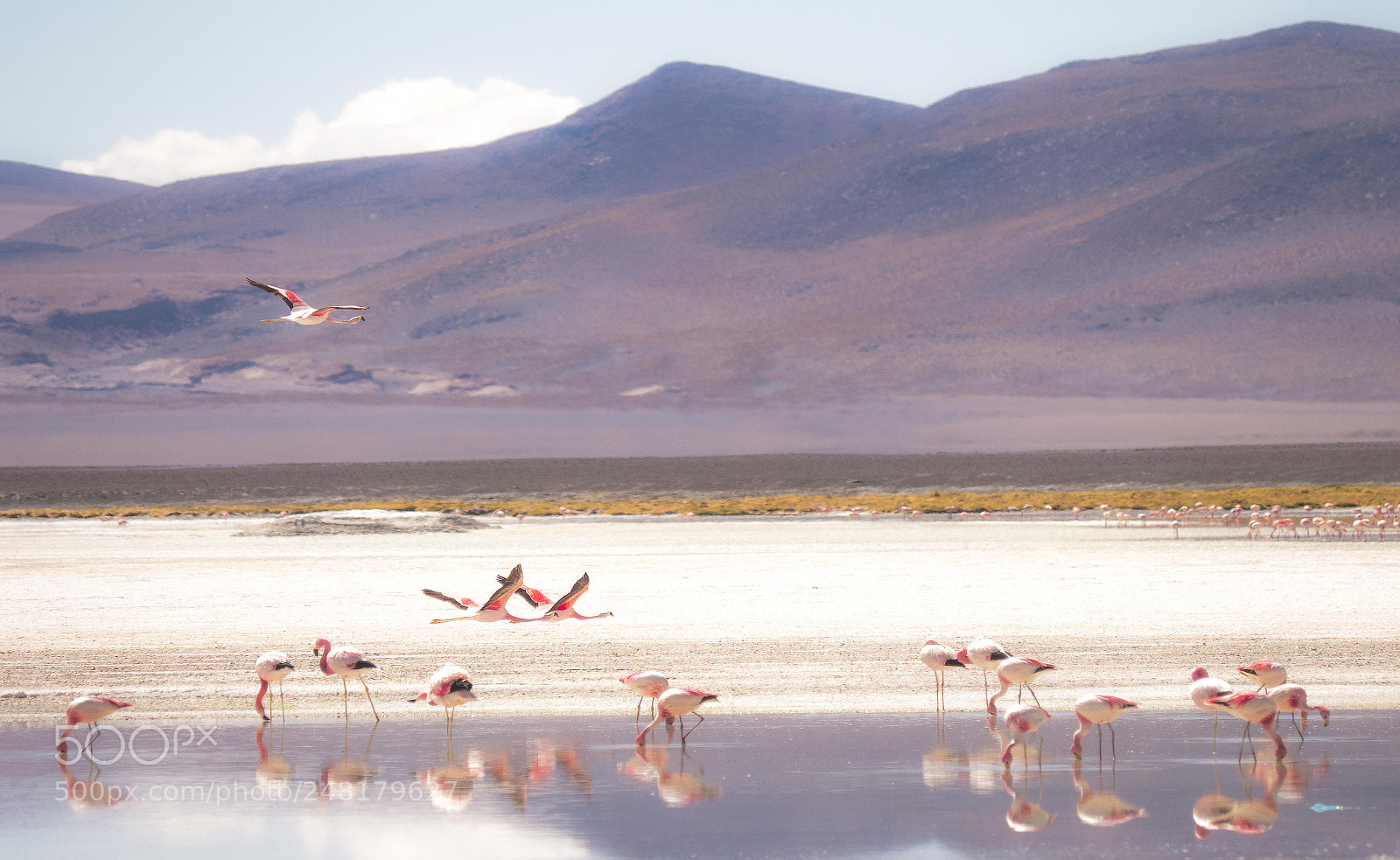 Olympus OM-D E-M1 Mark II sample photo. Bolivian flamingos photography