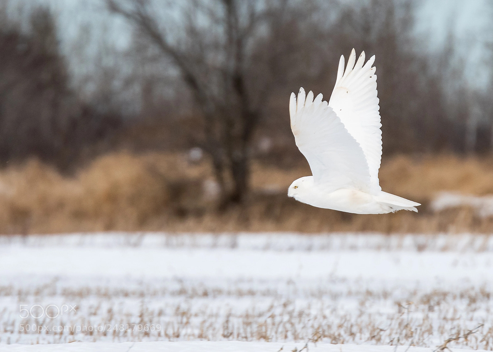 Nikon D810 sample photo. Patrolling photography