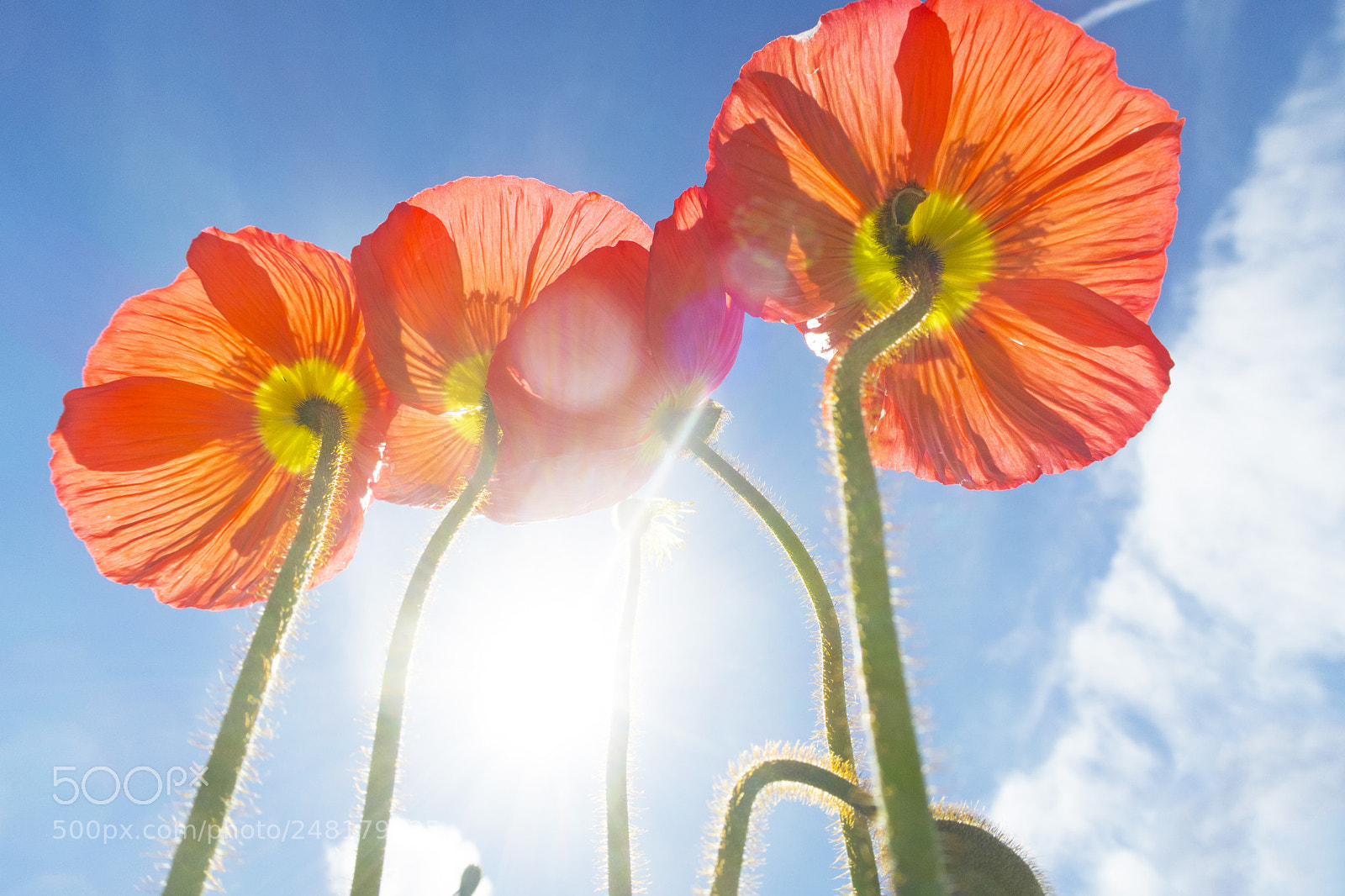 Canon PowerShot G7 X Mark II sample photo. Coin poppy photography