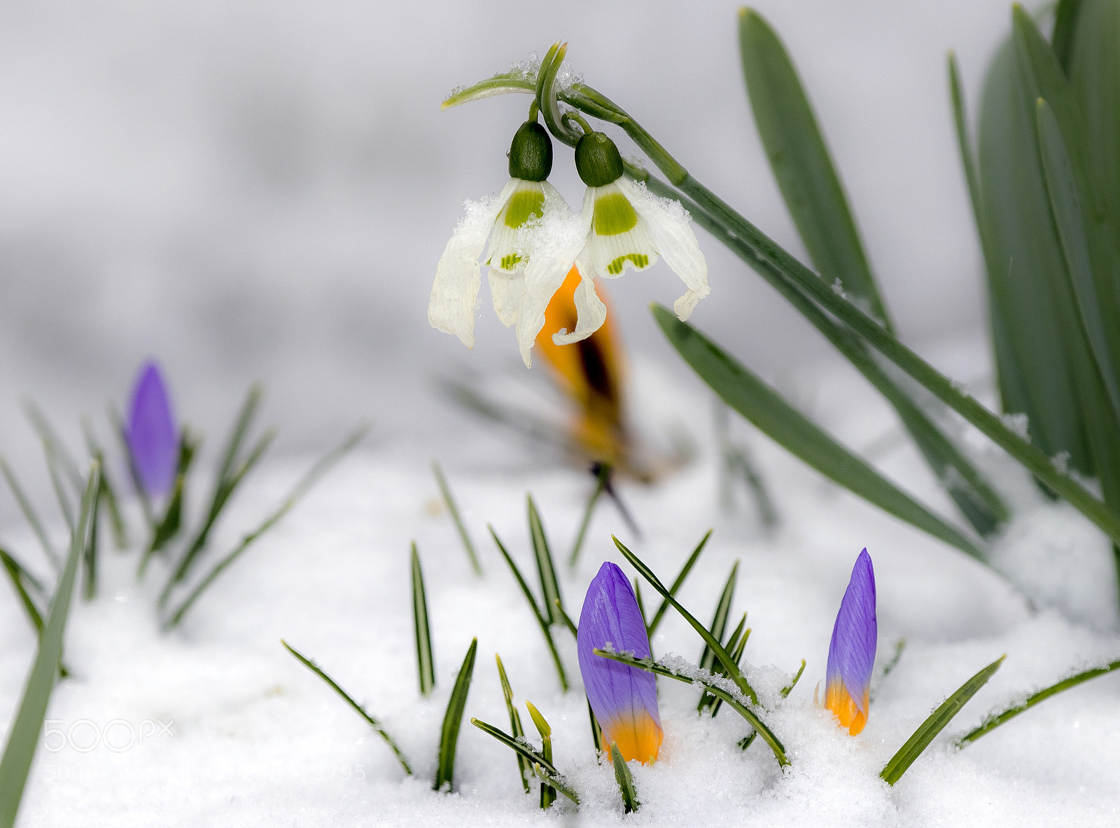 Canon EOS 80D sample photo. Snowdrops and crocus photography