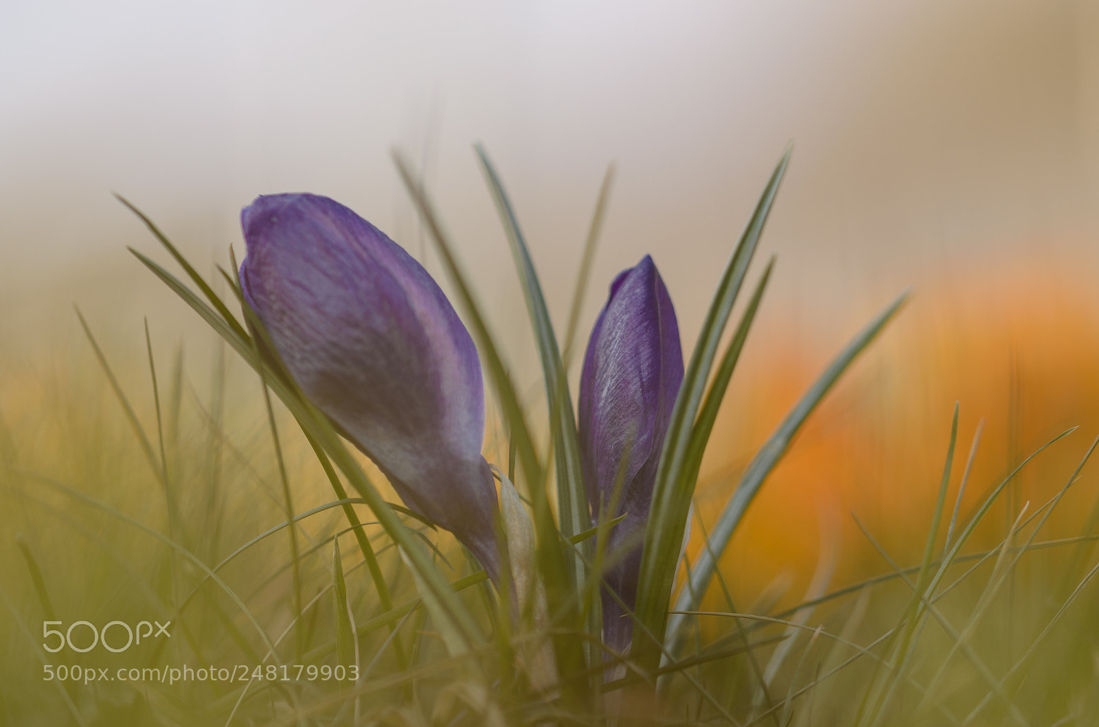 Nikon D5100 sample photo. Crocus time photography