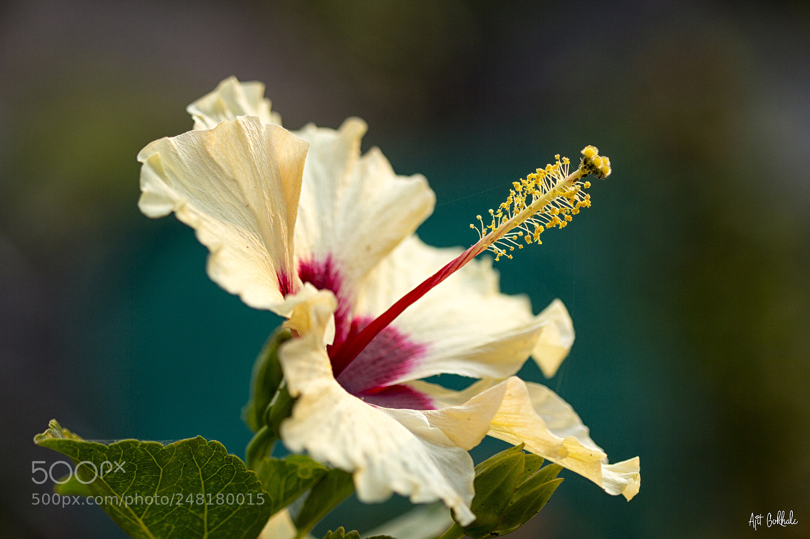 Canon EOS 60D sample photo. Hues of nature photography