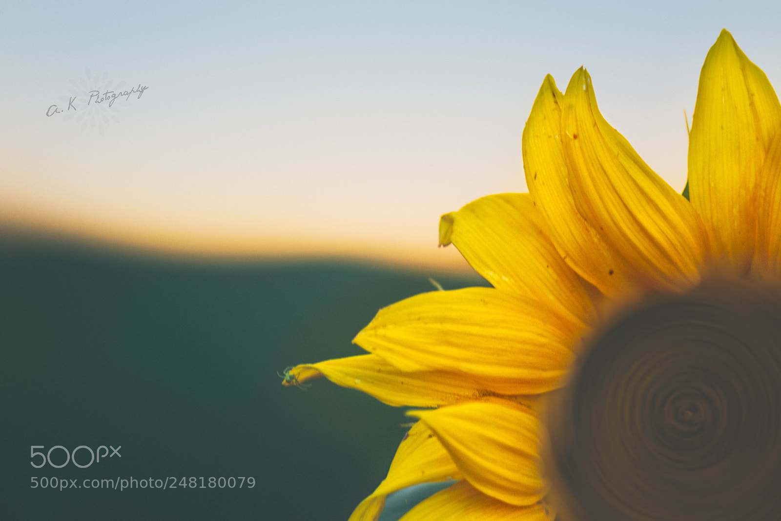 Nikon D750 sample photo. Sunflower photography