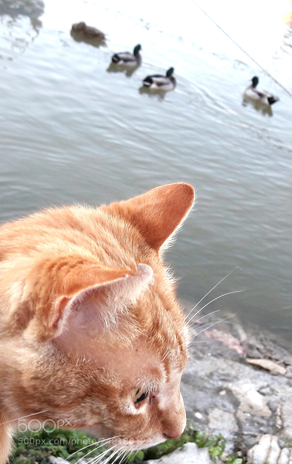Samsung Galaxy A5(2016) sample photo. Why photography