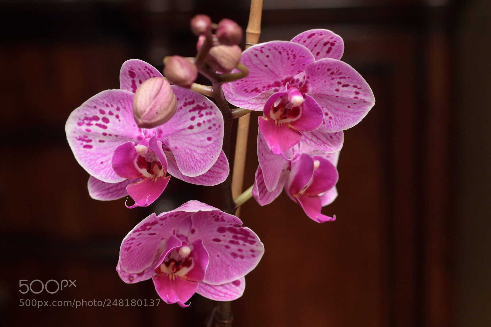Canon EOS 70D + Canon EF 50mm F1.8 II sample photo. Orchids photography