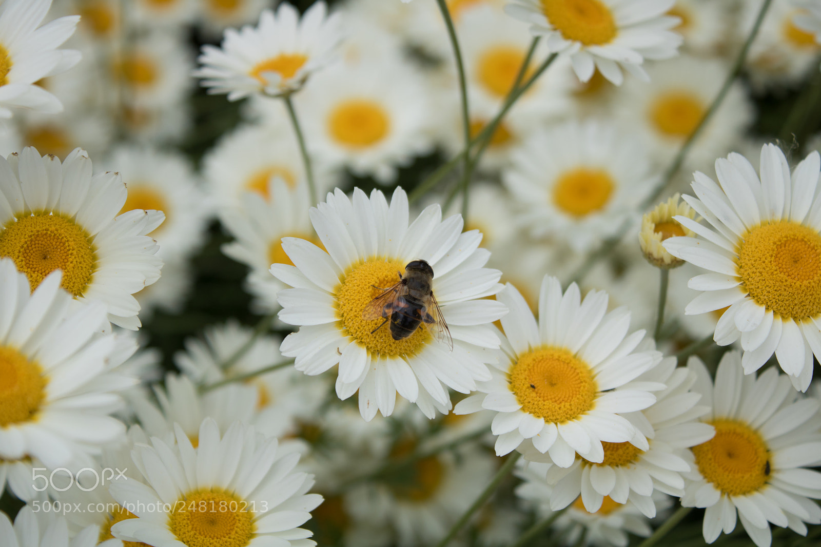 Canon EOS 760D (EOS Rebel T6s / EOS 8000D) sample photo. Img photography