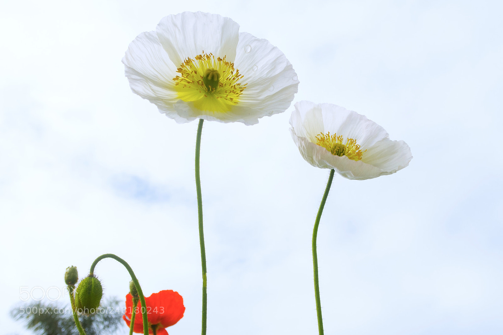 Canon PowerShot G7 X Mark II sample photo. Coin poppy photography