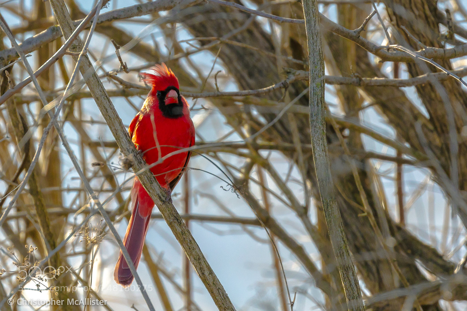 Canon EOS 5DS R sample photo. Cardinal photography