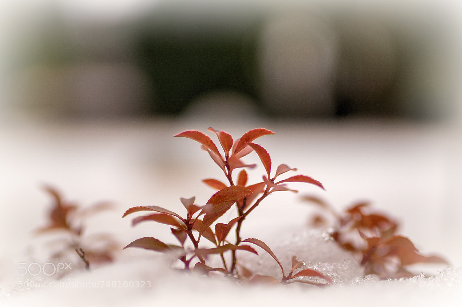 Sony ILCA-77M2 sample photo. .. photography
