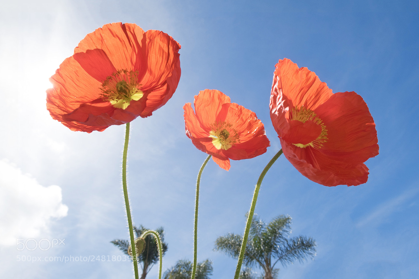 Canon PowerShot G7 X Mark II sample photo. Coin poppy photography