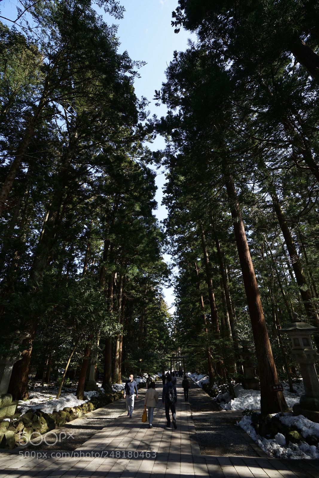 Sony a7 II sample photo. Yahiko shrine photography