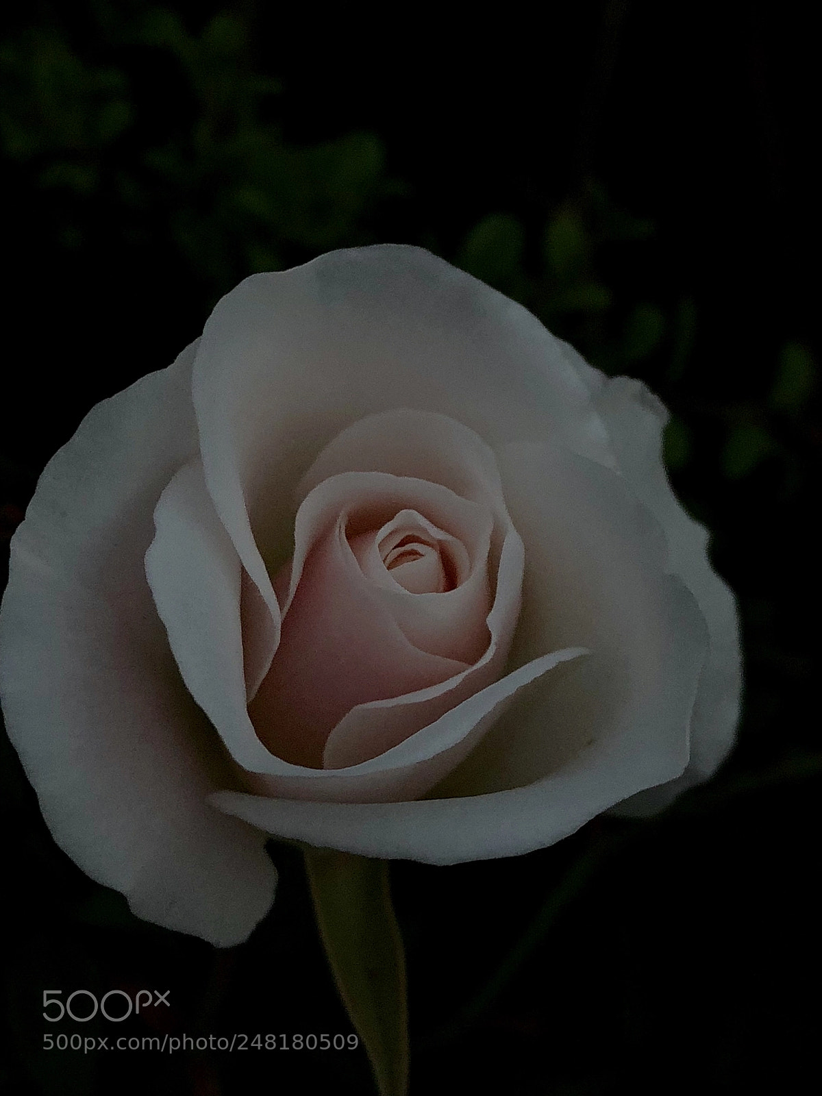 Apple iPhone 8 Plus sample photo. For the rose photography