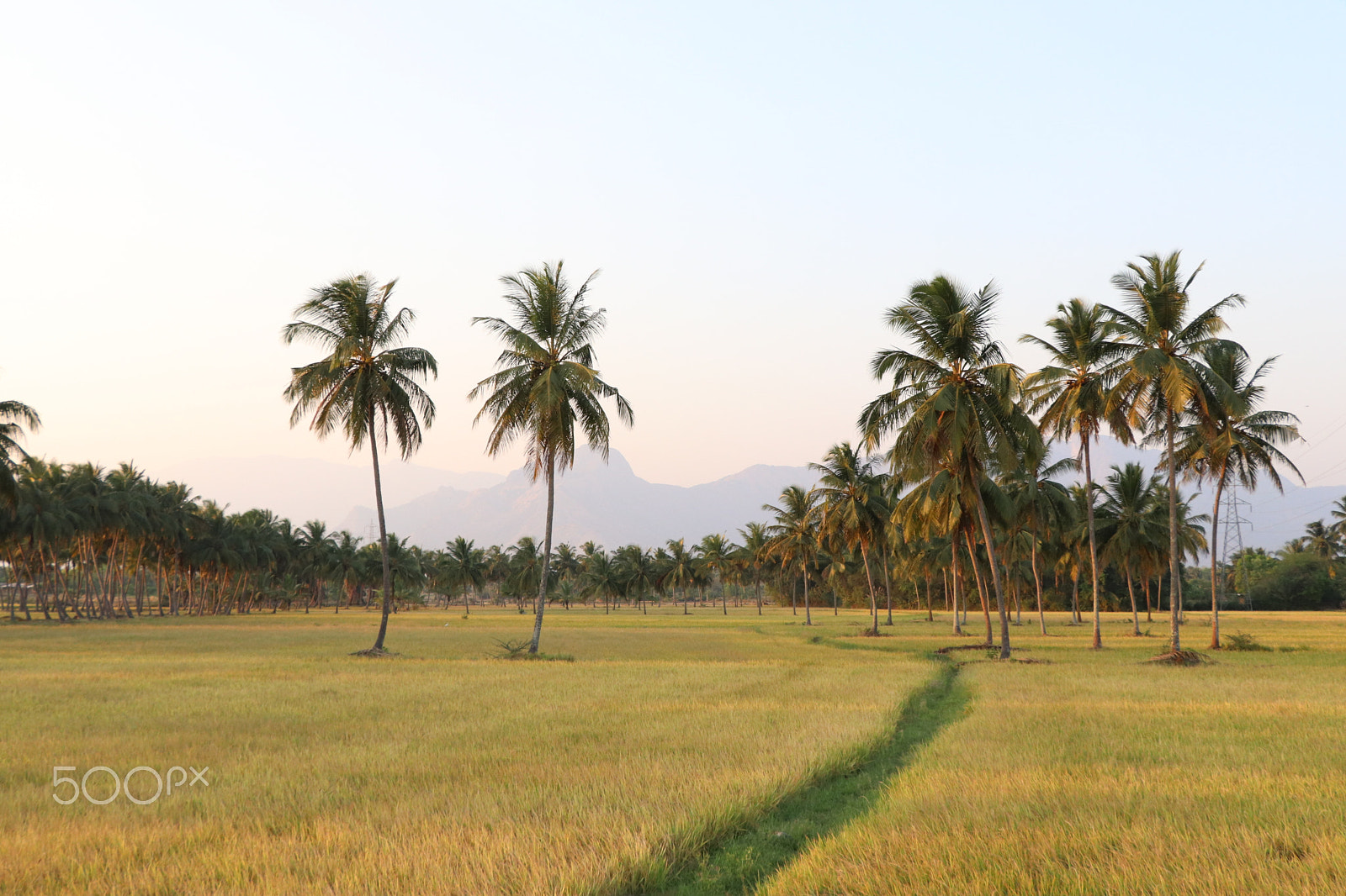 Canon EOS 77D (EOS 9000D / EOS 770D) sample photo. Trees inside grassfield photography