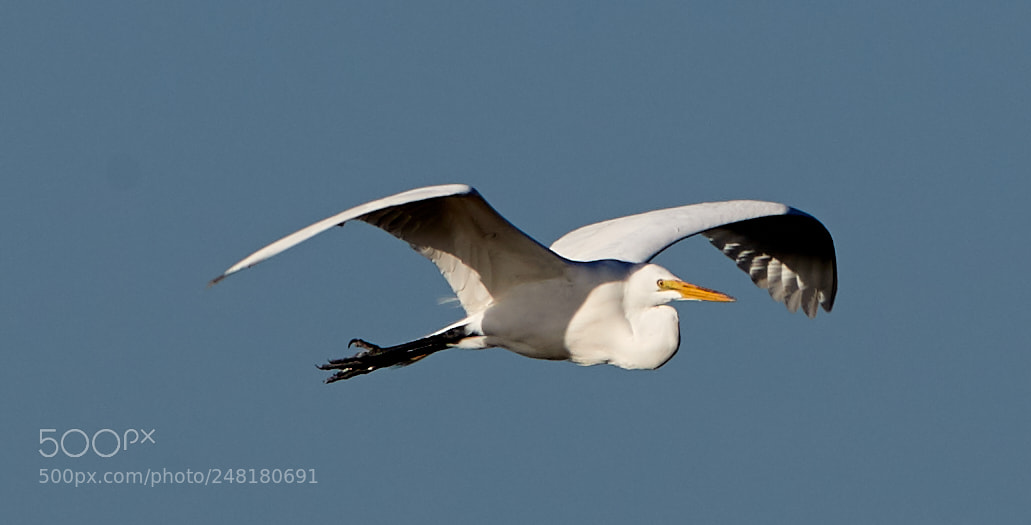 Canon EOS-1D X Mark II sample photo. 03-04-18-0006234.jpg photography