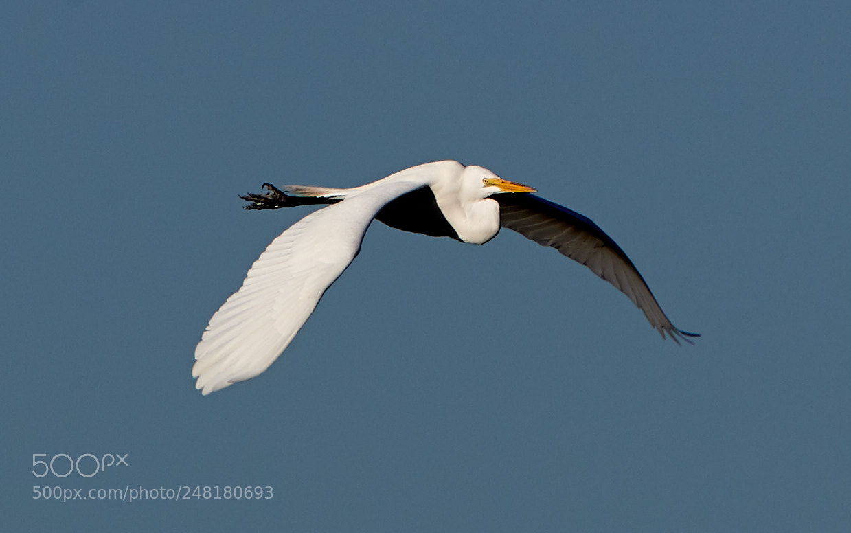 Canon EOS-1D X Mark II sample photo. 03-04-18-0006233.jpg photography
