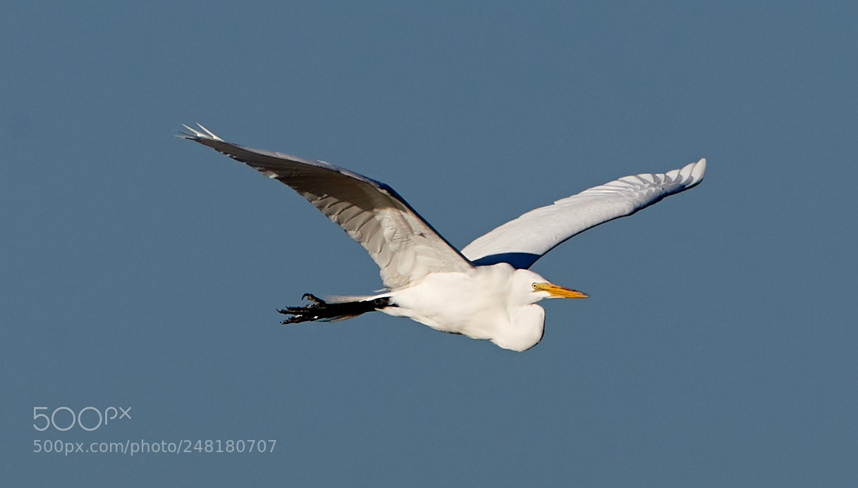 Canon EOS-1D X Mark II sample photo. 03-04-18-0006232.jpg photography